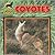 Coyotes (Wild Dogs)