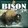 Bison for Kids Bison for Kids