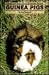 Guinea Pigs