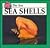 Sea Shells: The Sea (Sea Discovery Library Series)