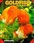 Goldfish As a New Pet