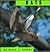 Bats (Animals)