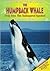 The Humpback Whale: Help Sa...