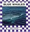Blue Whales