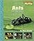 Ants And Other Insects (Scholastic News Nonfiction Readers)