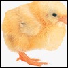 Chick (Animal-Shaped Board Books)