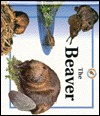 The Beaver (Life Cycles)