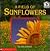 A Field of Sunflowers by Neil Johnson