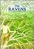 The Ravens: One Boy Against...