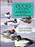 Ducks of North America and the Northern Hemisphere