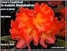 Greer's Guidebook to Available Rhododendrons Greer's Guidebook to Available Rhododendrons