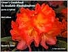 Greer's Guidebook to Available Rhododendrons (Paperback)