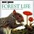 Forest Life (Look Closer)