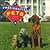 Presidential Pets by Niall Kelly