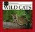 Wild Cats (Predators Discovery Library)