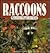 Raccoons by Jeff Fair