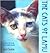 The Cats of Lamu by Jack Couffer