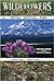 Wildflowers of Denali National Park