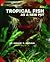 Tropical Fish As a New Pet