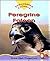 Peregrine Falcon: Endangere...