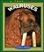 Walruses (True Books: Animals)
