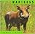Warthogs (Animals)