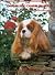 The Cavalier King Charles Spaniel in North America