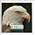 Eagles (Let's Investigate)