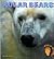 Polar Bears (Bears of the World)