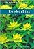 Euphorbias