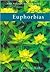 Euphorbias