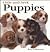 Hide-and-Seek Puppies