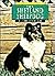 Shetland Sheepdog