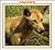 The Dingo (Australian Animal Discovery Library)