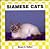 Siamese Cats (Cats Set I)