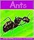Ants (Insects)