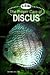 The Proper Care of Discus