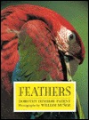 Feathers (Hardcover)