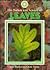 The Nature and Science of Leaves (Exploring the Science of Nature)