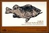Guide to Northeast Pacific rockfishes: Genera Sebastes and Sebastolobus (Marine advisory bulletin)