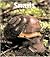 Snails (Naturebooks)