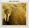 Walruses (Sea Mammal Discovery Library) Walruses (Sea Mammal Discovery Library)