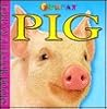 Fold-Out Board Books: Pig