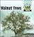 Walnut Trees