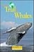 On the Trail of Whales