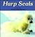 Harp Seals by Olga Cossi