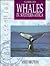 The Essential Guide to Whal...