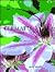 Clematis (A Care Manual)