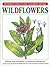 A Field Guide to Wildflowers Coloring Book