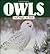 Owls: Owl Magic for Kids